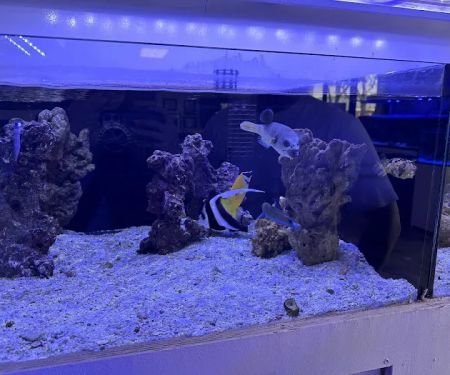 Reef Lounge USA