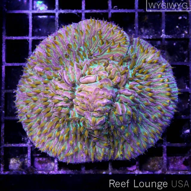 Reef Lounge USA Picture 5