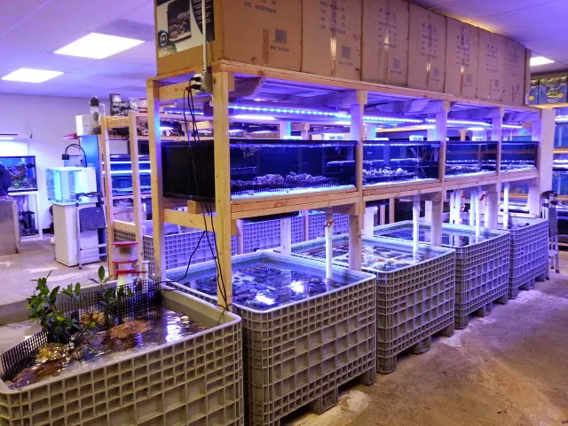 Reef Lounge USA Picture 2