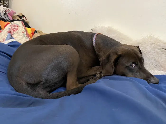 Broadway Veterinary Care Picture 1