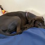 Broadway Veterinary Care
