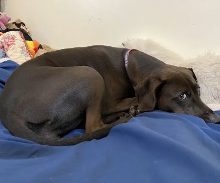 Broadway Veterinary Care