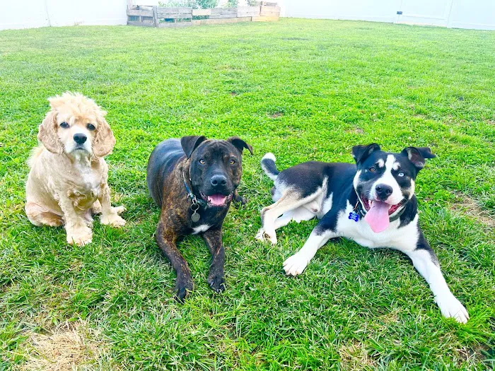 Broadway Veterinary Care Picture 4