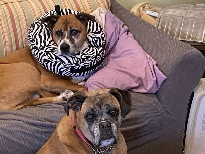 Broadway Veterinary Care Picture 8