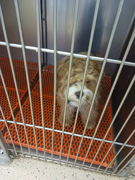 Hewlett Animal Hospital & Pet Resort Picture 2