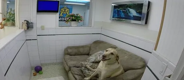 Hewlett Animal Hospital & Pet Resort Picture 7