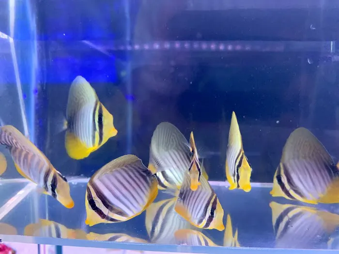 Reef factory us Picture 3