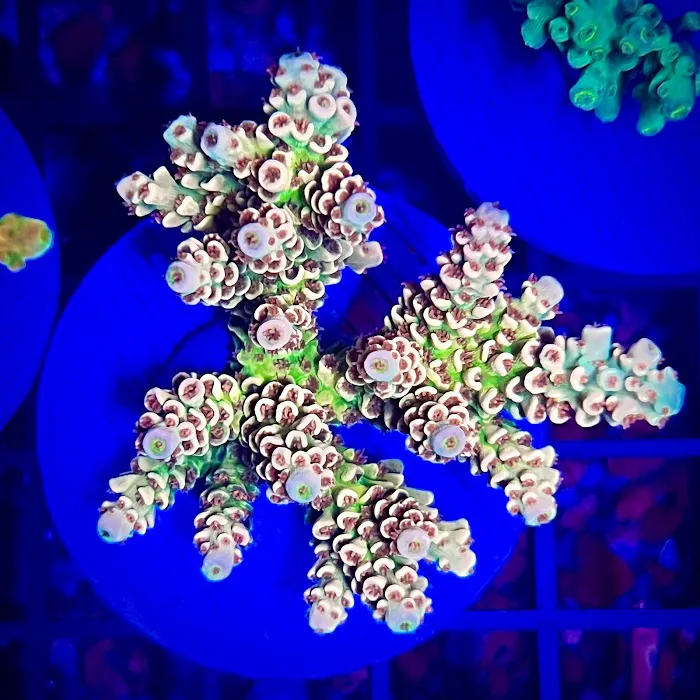 Reef factory us Picture 5