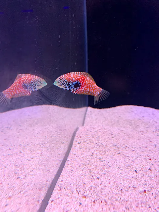 Reef factory us Picture 1