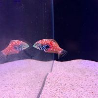 Reef factory us ico