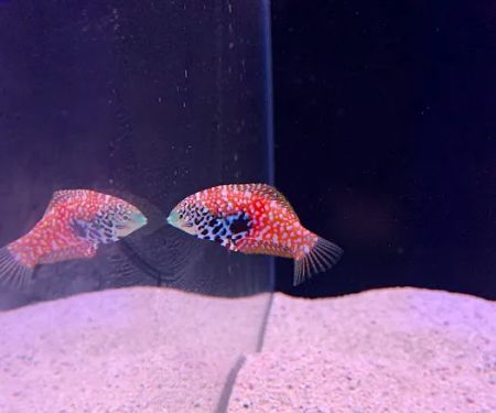 Reef factory us