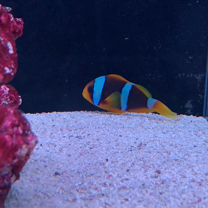 Reef factory us Picture 7