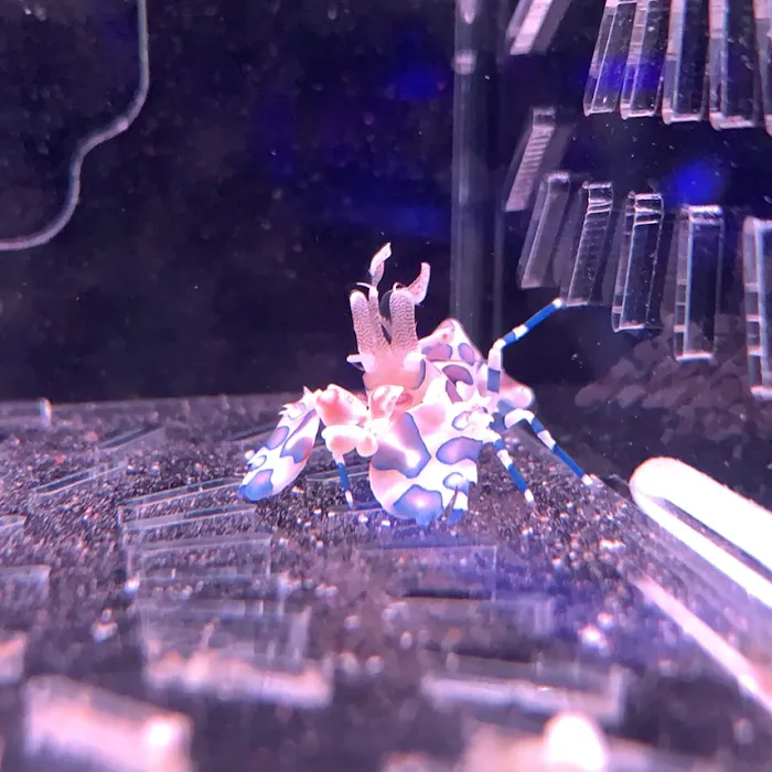 Reef factory us Picture 10