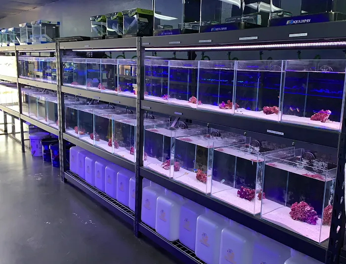 Reef factory us Picture 8