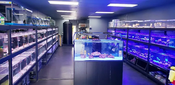 Reef factory us Picture 4