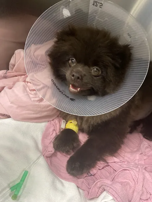 Assisi Veterinary Hospital Picture 8
