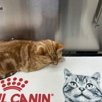 Assisi Veterinary Hospital ico