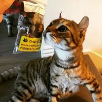 Nature's Pet Cuisine ico