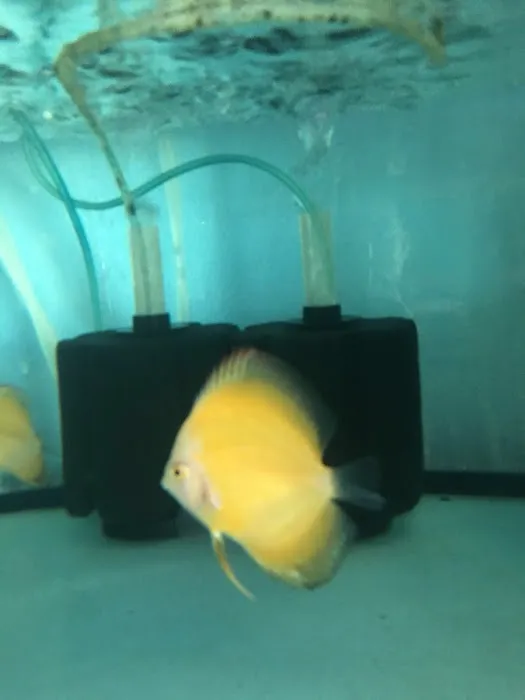House Aquarium Picture 4