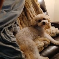 Hilton Hospital for Animals ico