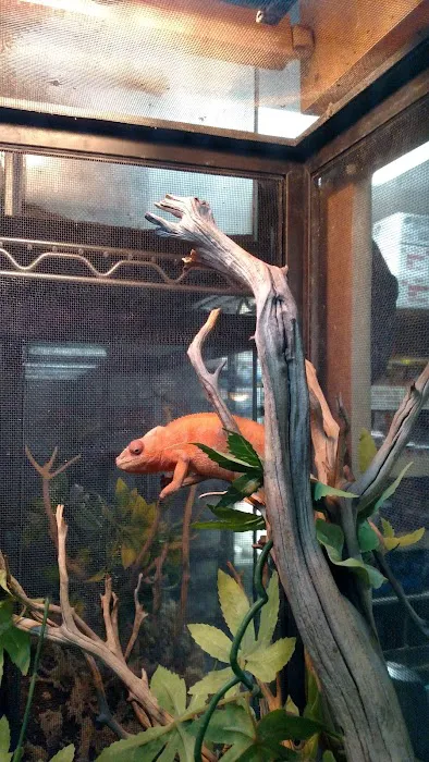 Reptile Island Picture 8