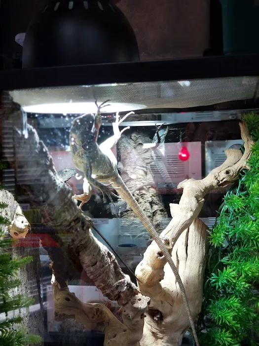 Reptile Island Picture 6