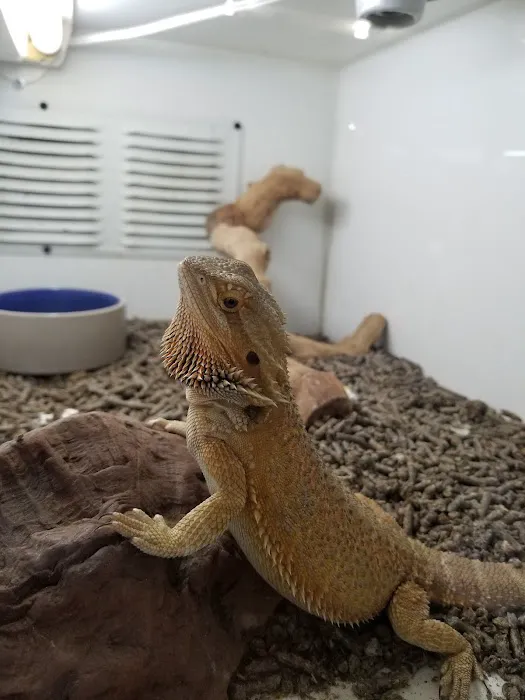 Reptile Island Picture 3