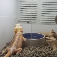 Reptile Island ico