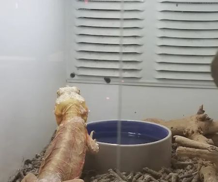Reptile Island
