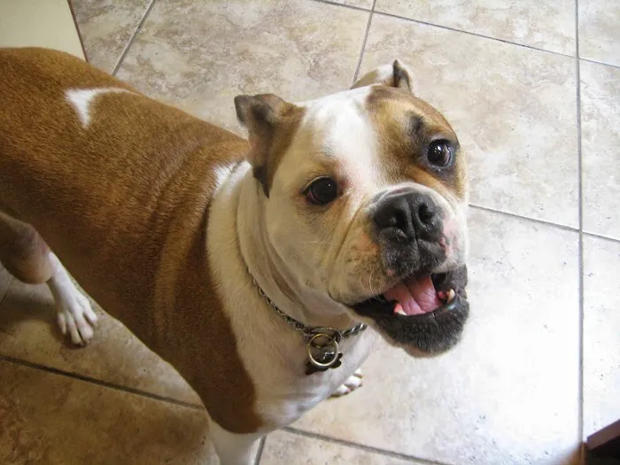 East Rockaway Veterinary Hospital Picture 4