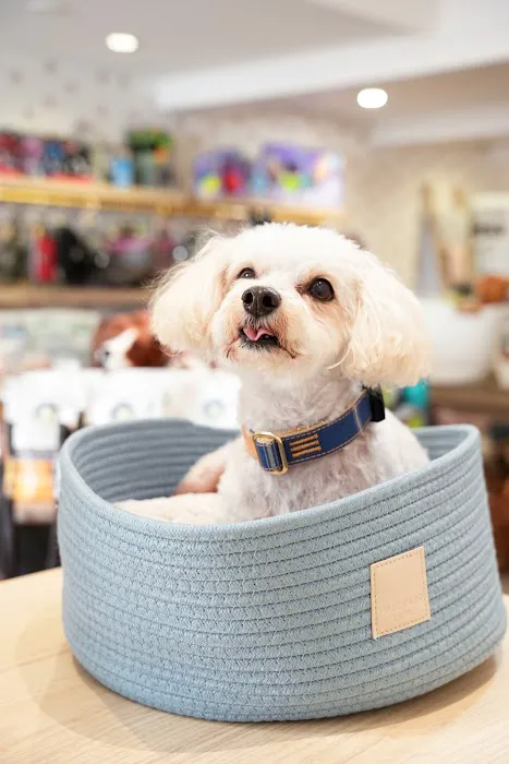 Barkers Dog Boutique Picture 5