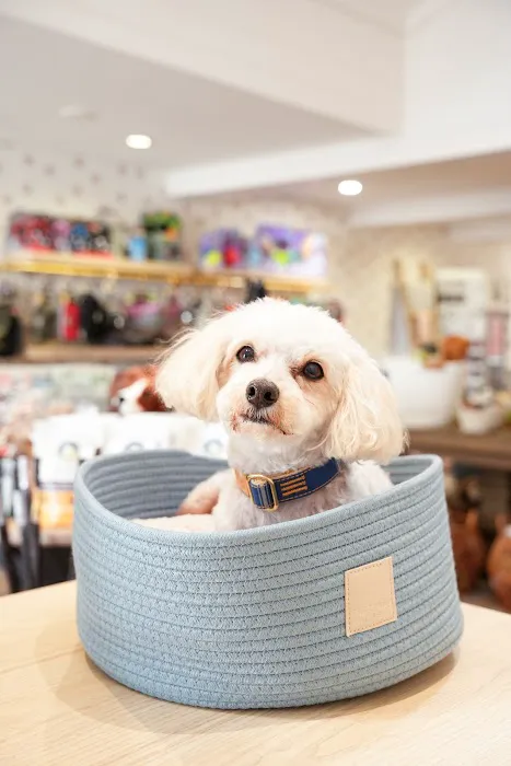 Barkers Dog Boutique Picture 6