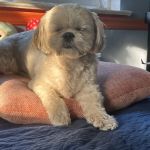 Veterinary Care Group - Glen Oaks