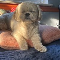 Veterinary Care Group - Glen Oaks ico