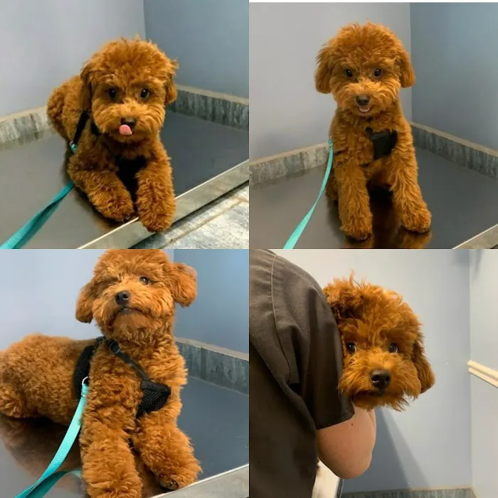 Veterinary Care Group - Glen Oaks Picture 10