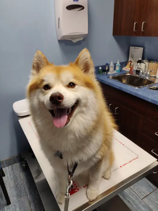 Veterinary Care Group - Glen Oaks Picture 2