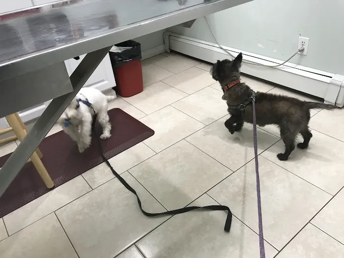 New Hyde Park Animal Hospital Picture 4