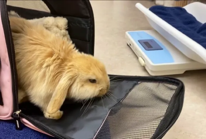 Catnip and Carrots Veterinary Hospital Picture 4