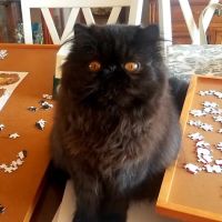 Catnip and Carrots Veterinary Hospital ico