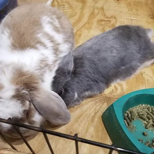 Catnip and Carrots Veterinary Hospital Picture 3