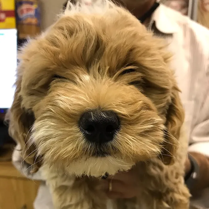 Banfield Pet Hospital Picture 6