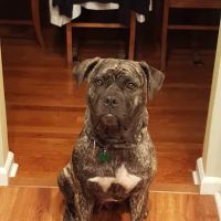 Banfield Pet Hospital ico