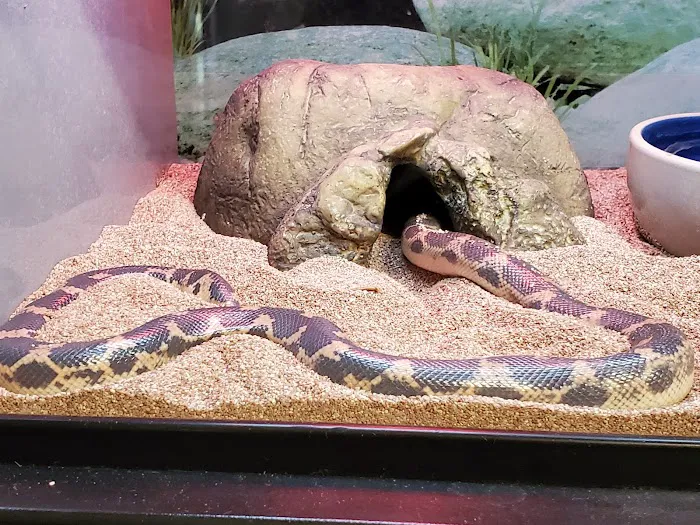 Super Pets Picture 2