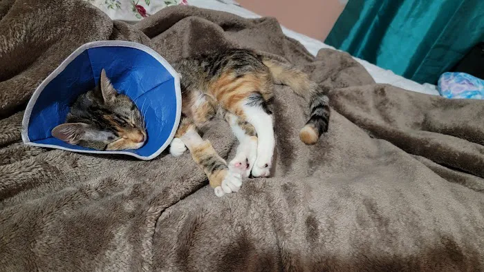 IAC Urgent Vets Picture 1
