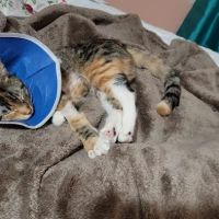 IAC Urgent Vets ico