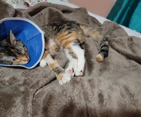 IAC Urgent Vets