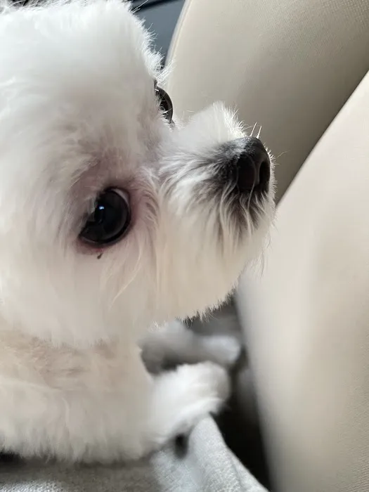 MG Planet Pet Grooming Picture 5