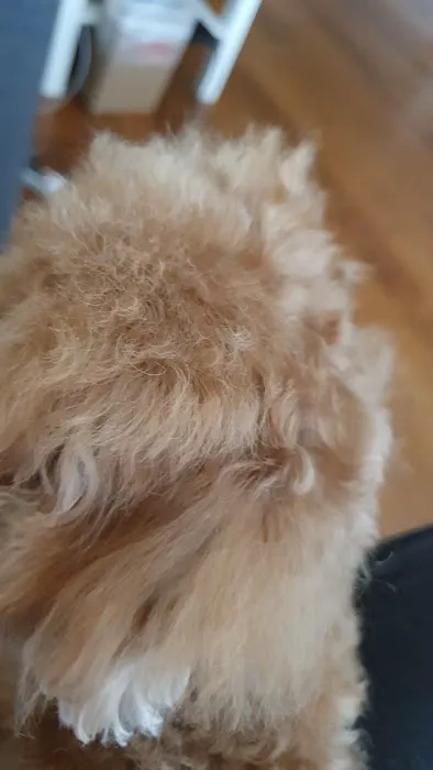 MG Planet Pet Grooming Picture 2