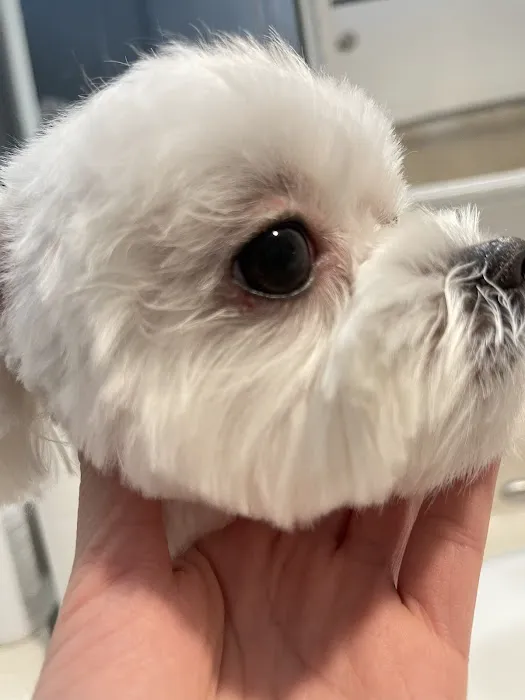 MG Planet Pet Grooming Picture 3