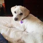 MG Planet Pet Grooming